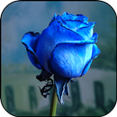 Fondos Pantalla Rosas Azules APK