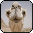 Camel Wallpapers