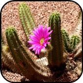 Fondos de Pantalla Cactus icon