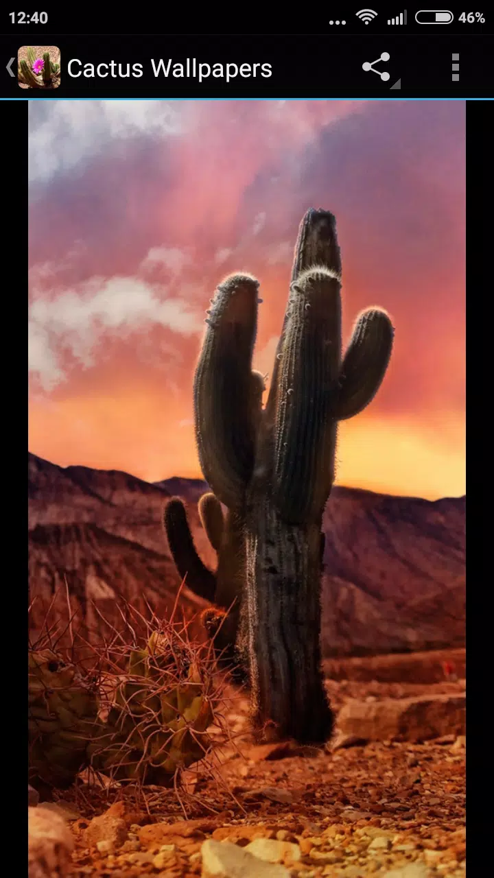 Fondos de Pantalla Cactus APK للاندرويد تنزيل