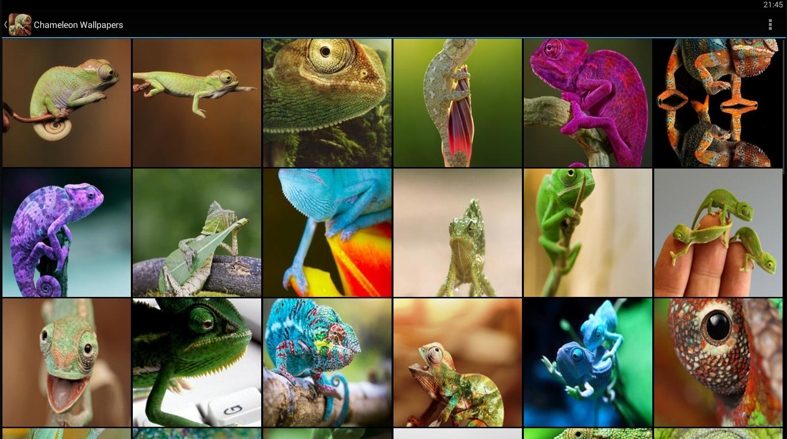 Fondos de Pantalla Camaleón APK für Android herunterladen Fondos de Pantalla Camaleón APK für Android herunterladen