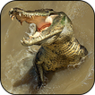 Crocodile Wallpapers