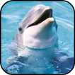 Dolphin Wallpapers