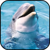 Fondos de Pantalla Delfines icono