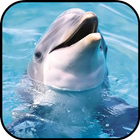 Dolphin Wallpapers ไอคอน