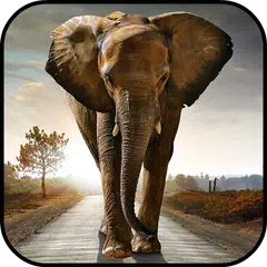 Fondos de Pantalla Elefante