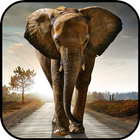 Elephant Wallpapers icon