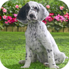 English Setter Wallpapers HD ไอคอน