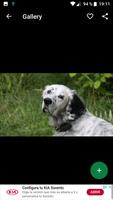 English Setter Wallpapers HD screenshot 1