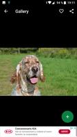 English Setter Wallpapers HD screenshot 2