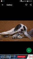 برنامه‌نما English Setter Wallpapers HD عکس از صفحه