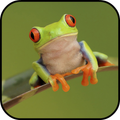Frog Wallpapers