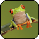 آیکون‌ Frog Wallpapers