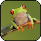 Frog Wallpapers icon