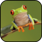 Frog Wallpapers ikon