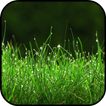 Grass Wallpapers