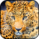 Fondos de Pantalla Jaguar APK