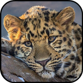 Fondos de Pantalla Leopardo icon