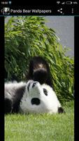 Fondos de Pantalla Oso Panda Ekran Görüntüsü 3