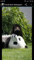 برنامه‌نما Panda Bear Wallpapers عکس از صفحه