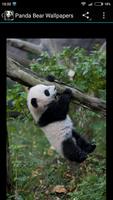 برنامه‌نما Panda Bear Wallpapers عکس از صفحه