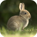 Fondos de Pantalla Conejo HD APK