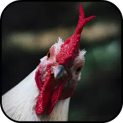 Fondos Pantalla Gallo