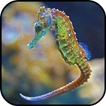 Seahorse Wallpapers