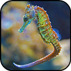 Seahorse Wallpapers ไอคอน