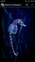 برنامه‌نما Seahorse Wallpapers عکس از صفحه