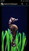 Seahorse Wallpapers ภาพหน้าจอ 3