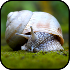 Snail Wallpapers icon