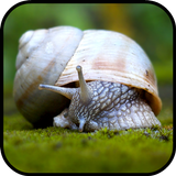 Snail Wallpapers آئیکن