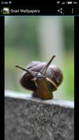 Snail Wallpapers اسکرین شاٹ 1