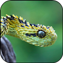 Fondos de Pantalla Serpiente-APK