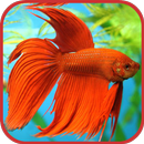 Aquarium Fish Freshwater APK