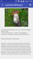 Собирать Грибы Съедобные imagem de tela 4