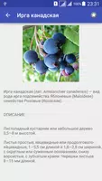 Фрукты.Большая Энциклопедия screenshot 5