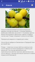 Фрукты.Большая Энциклопедия Screenshot 1