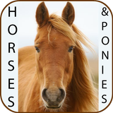 Horse breeds आइकन