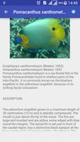 Marine Aquarium Fish Guide स्क्रीनशॉट 2