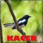 Chirping Kacer icône