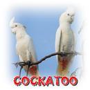 Cicadarum Sono Cockatoo APK