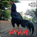 Audio Kokok Ayam APK