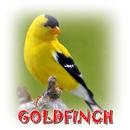 Goldfinch Domini Mp3 APK
