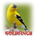 Goldfinch Domini Mp3 APK