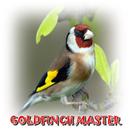 Goldfinch Master Mp3 APK