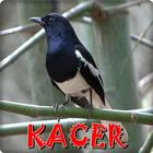 Kacer Master Offline biểu tượng