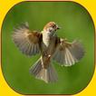 Kicau burung Gereja Mp3