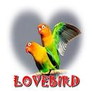 Lovebird Master Mp3 APK